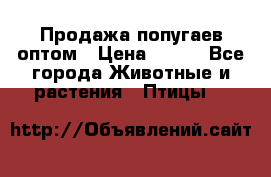 Продажа попугаев оптом › Цена ­ 500 - Все города Животные и растения » Птицы   